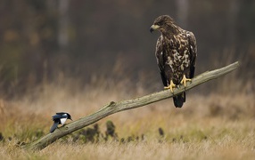Орел и сорока на палке