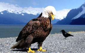 Eagle and the Raven in the mountains