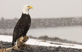Орел во время снегопада