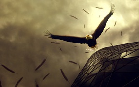 Орел теряет перья в полете