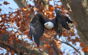 Eagle in the autumn forest