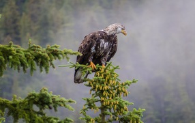 Eagle on softwood branch in the mountains