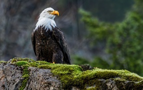 Eagle on the mossy rocks