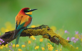 European bee-eater bird