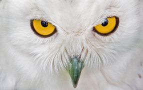 Глаза белой совы