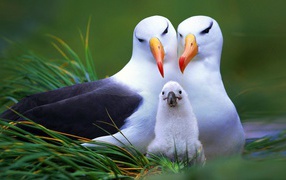Family albatross birds