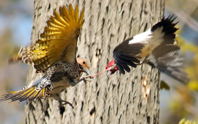 Бой двух птиц