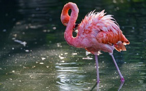 Flamingo cleans its feathers