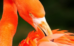 Flamingo preening its feathers