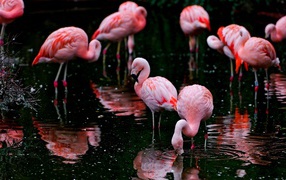 Flamingos feed on the lake
