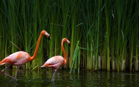 Flamingos in the reeds
