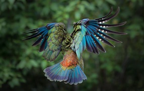 Полет красочной птицы