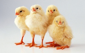 Four yellow chicks