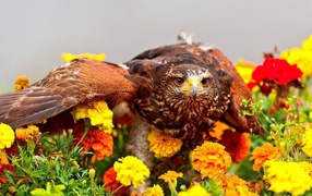 Golden Eagle in the flowers