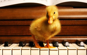 Гусенок на пианино