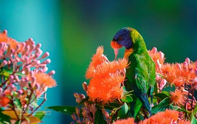 Зеленый попугай на красных цветах
