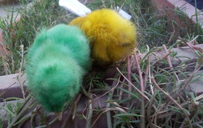 Зеленый и желтый цыплята