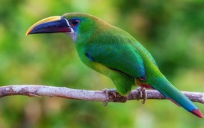 Зеленая птица с большим клювом в тропиках