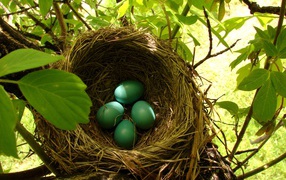 Зеленые яйца в гнезде