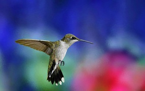 Green hummingbird in the air