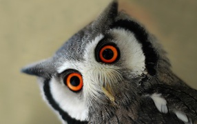 Серая сова с оранжевыми глазами