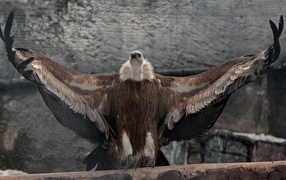 Griffon Vulture in the Moscow Zoo