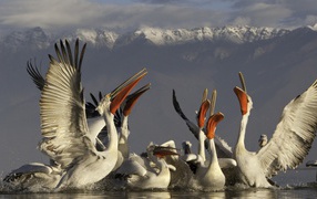 Группа пеликанов на фоне гор