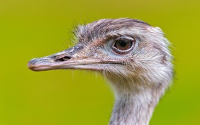 Head of an ostrich on a green background