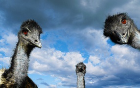 Head three ostriches