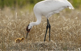 Цапля с детенышем на болоте