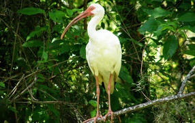 Цапля с желтыми перьями