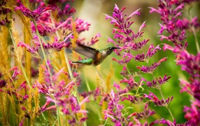 Hummingbirds among pink flowers