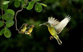 Колибри кормит своих птенцов