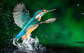 Kingfisher bird in water drops