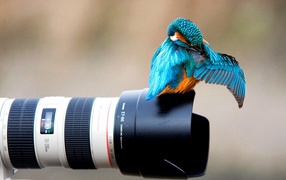 Птица зимородок сидит на фотоаппарате