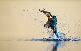 Kingfisher caught fish