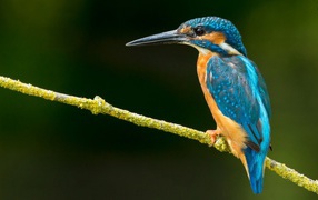 Зимородок на зеленой ветке