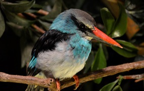 Kingfisher with a red beak