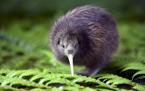 Птица Киви - национальный символ Новой Зеландии