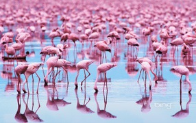 Lake pink flamingos on the abundance