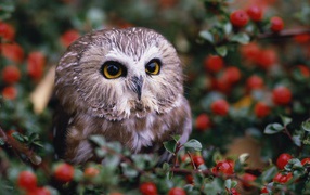 Owl among red berries