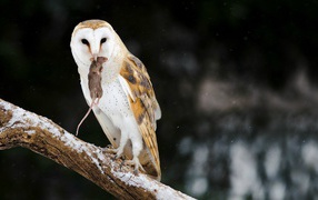 Owl catch a mouse