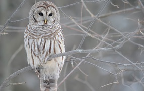 Сова на обледеневших ветках дерева