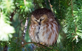 Owl sleeping on a coniferous branch