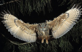 Owl spread his wings on the background of a coniferous tree