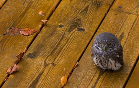 Owlet on wooden boards