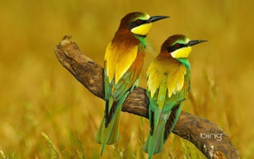 Pair of bee-eater on dried driftwood