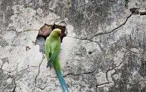 Parrot on cracked wall