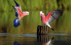 Parrots on a tree stump among water