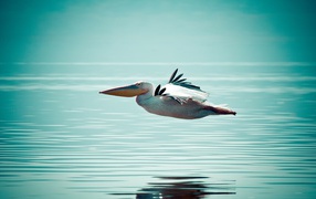 Пеликан летит низко над водой